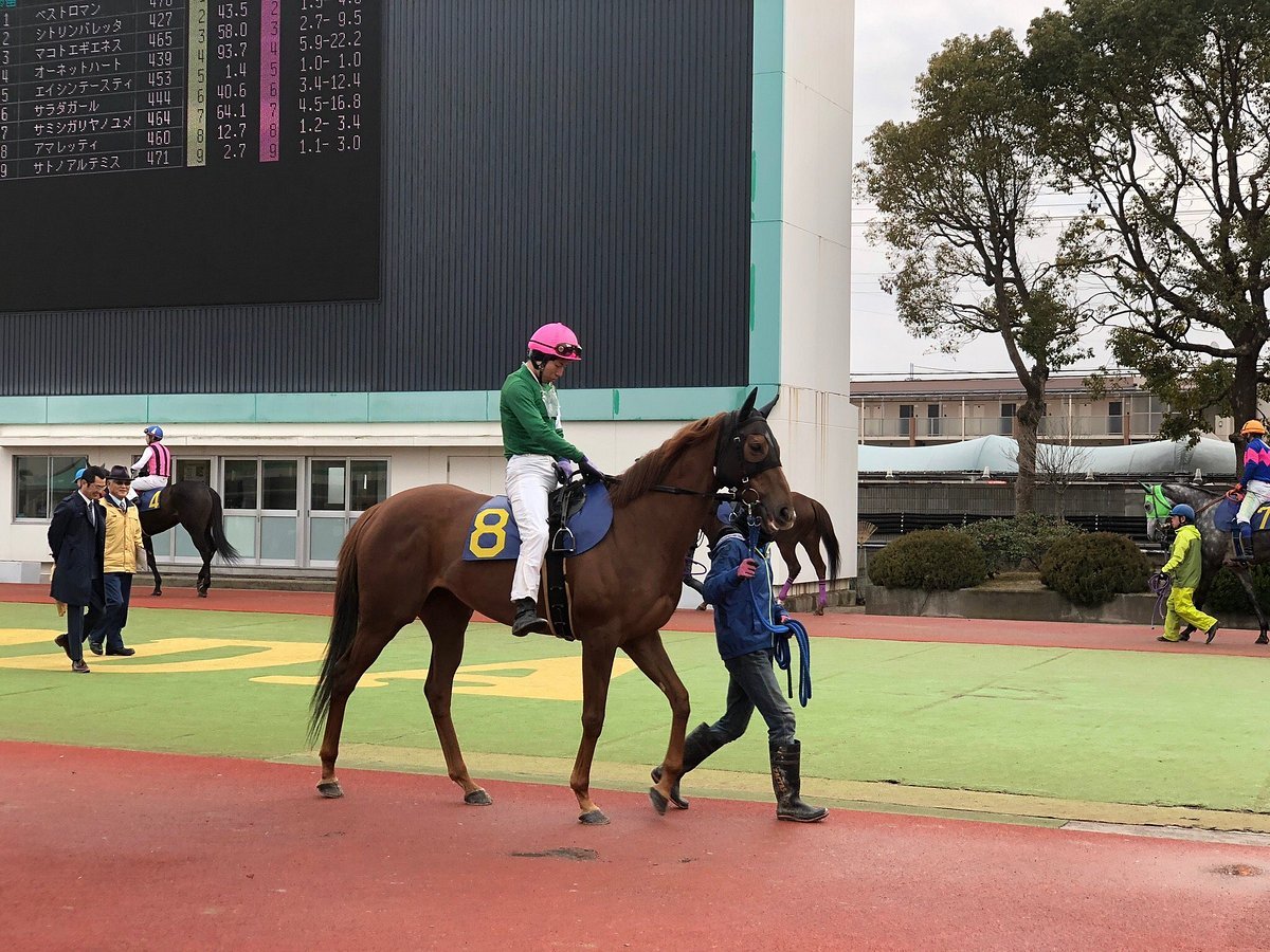 🏇 소노다 경마장 이미지 5